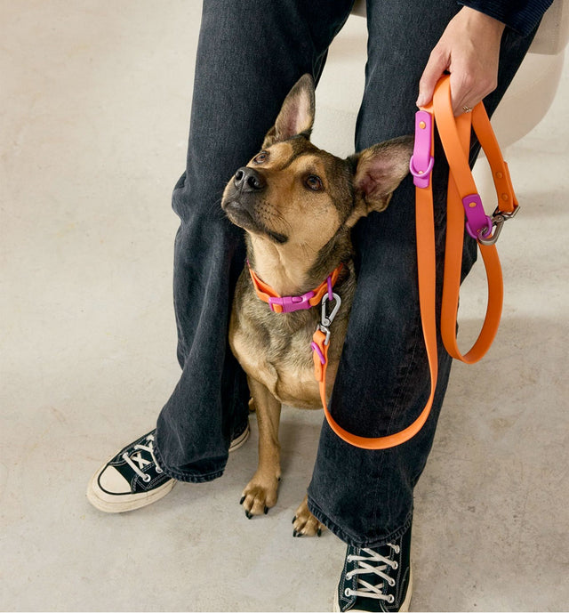 Approved by Fritz Hundehalsband Sunset Violet Hundehalsband