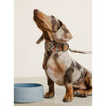 Buddys Dogwear Hundehalsband Naya, Zigzag Hundehalsband