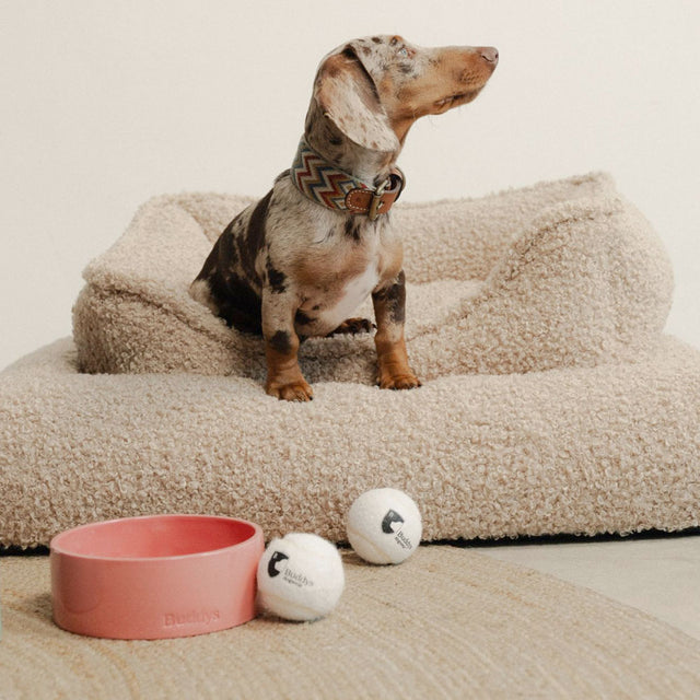 Buddys Dogwear Hundehalsband Naya, Zigzag Hundehalsband