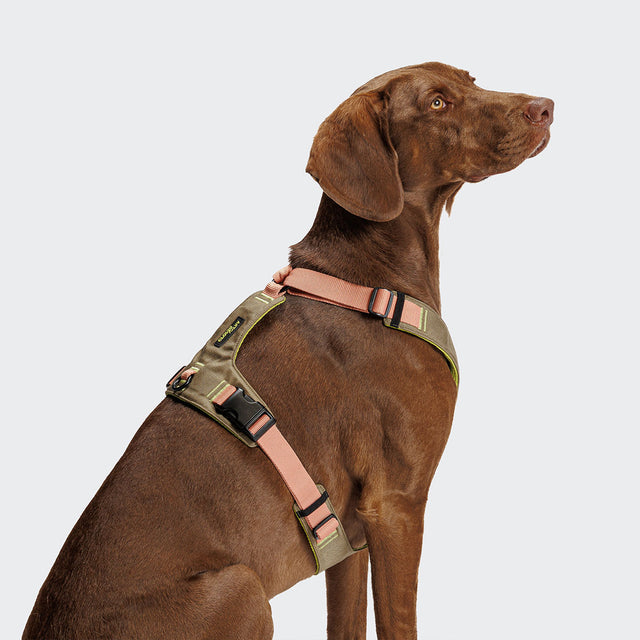 Cloud7 Hundegeschirr Y-2 Aktiv Cordura, Peach Hundegeschirr