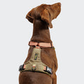 Cloud7 Hundegeschirr Y-2 Aktiv Cordura, Peach Hundegeschirr