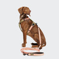 Cloud7 Hundegeschirr Y-2 Aktiv Cordura, Peach Hundegeschirr