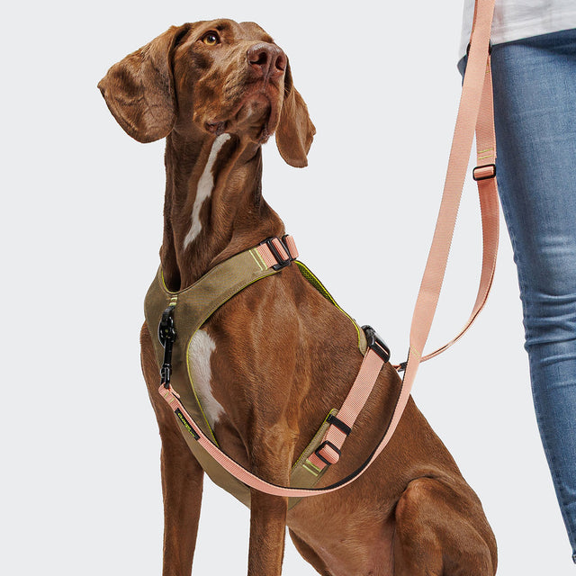 Cloud7 Hundegeschirr Y-2 Aktiv Cordura, Peach Hundegeschirr