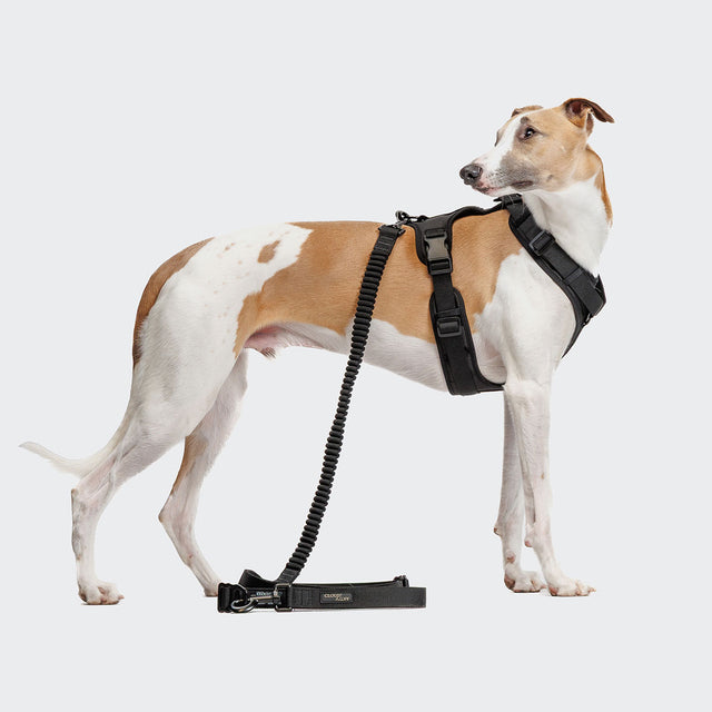 Cloud7 Hundeleine L-2 Jogging-Leine AKTIV Black Hundeleine