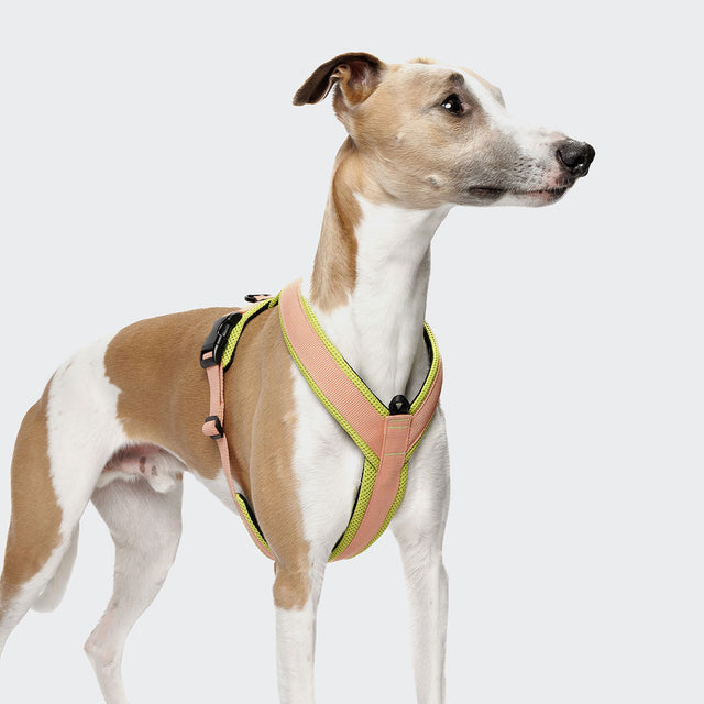 Cloud7 Hundegeschirr Y-1-Aktiv Air-Mesh, Peach Hundegeschirr