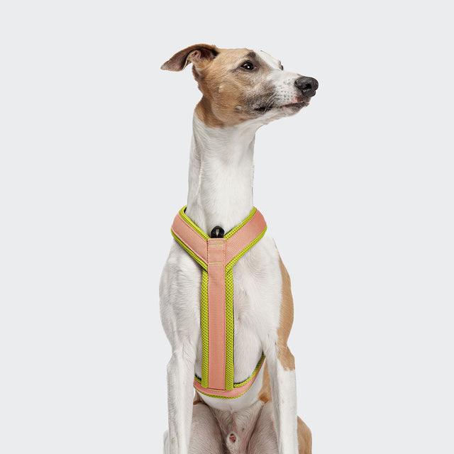 Cloud7 Hundegeschirr Y-1-Aktiv Air-Mesh, Peach Hundegeschirr