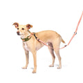 Cloud7 C-1 Zugstopp Halsband Air-Mesh AKTIV, Neon Green/Peach Hundehalsband