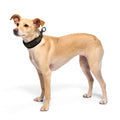 Cloud7 C-1 Zugstopp Halsband AKTIV Softshell, Olive Hundehalsband