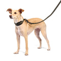 Cloud7 C-1 Zugstopp Halsband AKTIV Softshell, Olive Hundehalsband