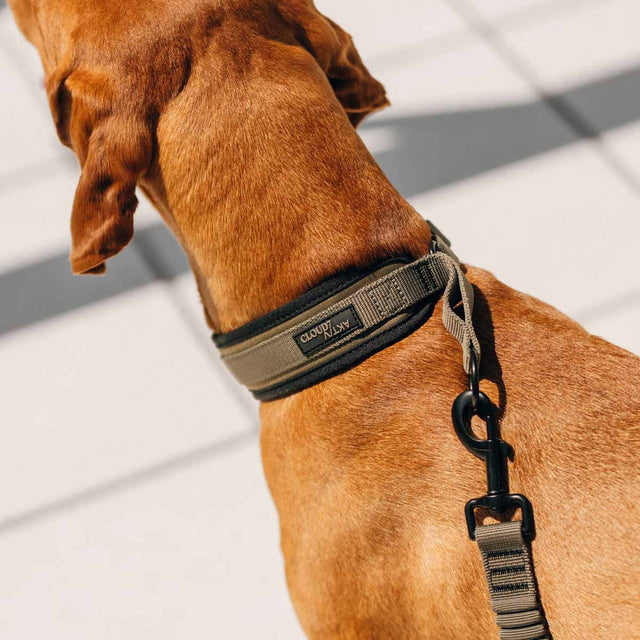 C-1 Zugstopp Halsband AKTIV Softshell, Olive