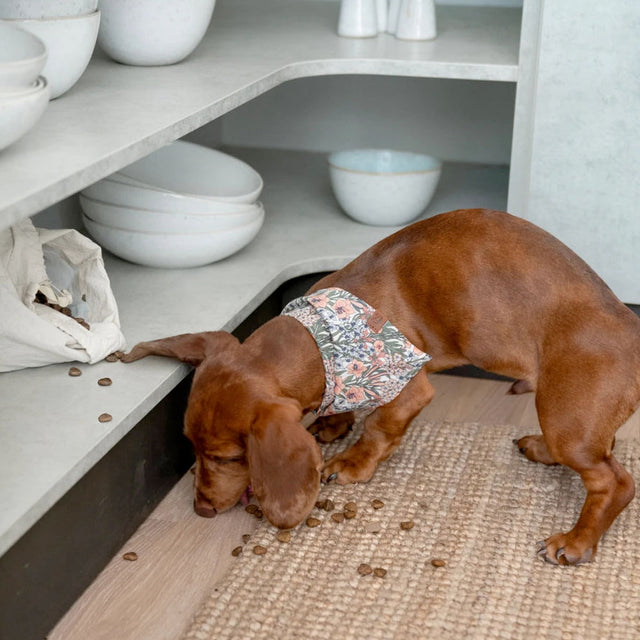 Cloud7 Hundehalstuch Bandana LTTL Blossoms Accessoires