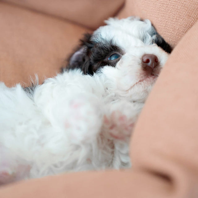 Cloud7 Hundebett LTTL Snoozy Linen-Mix Dusty Rose Hundebett