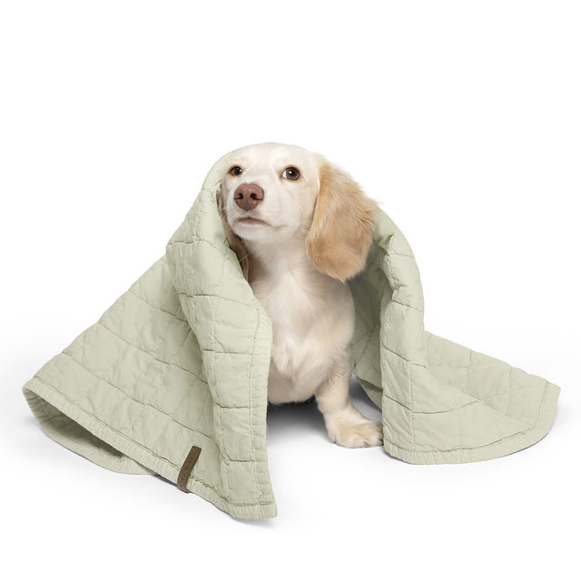 Cloud7 Hundedecke LTTL Faded Moss Hundedecke
