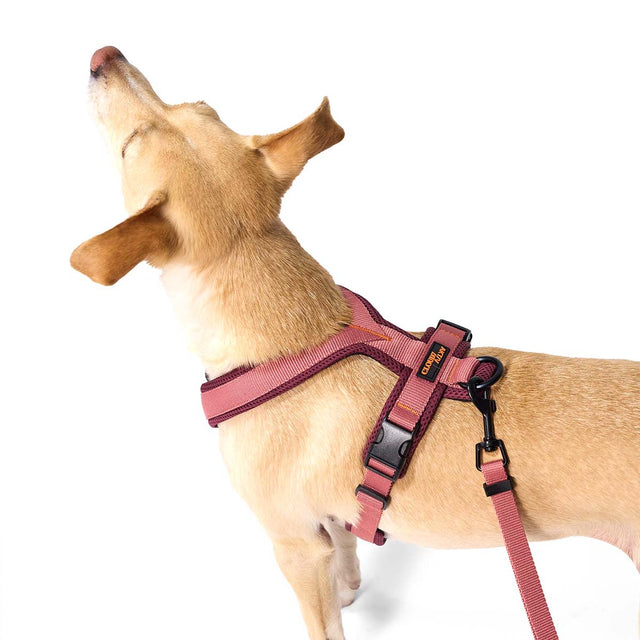 Cloud7 Hundegeschirr Y-1-Aktiv Air-Mesh, Aubergine/Soft Rose Hundegeschirr