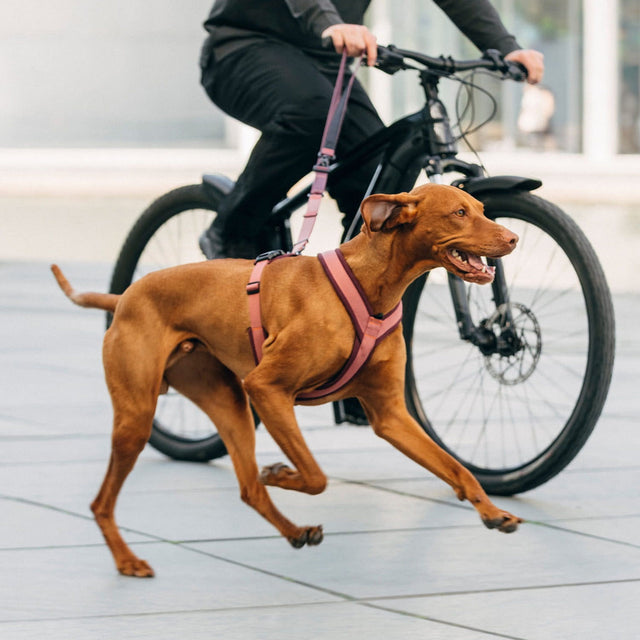 Hundegeschirr Y-1-Aktiv Air-Mesh, Aubergine/Soft Rose