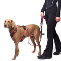 Cloud7 Hundegeschirr Y-2 Aktiv Cordura, Aubergine/Soft Rose Hundegeschirr