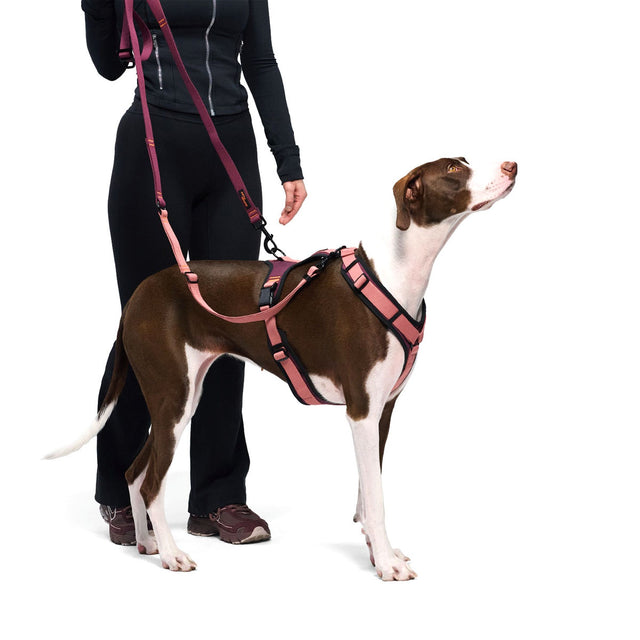 Cloud7 Hundegeschirr Y-3 AKTIV Softshell, Aubergine/Soft Rose Hundegeschirr