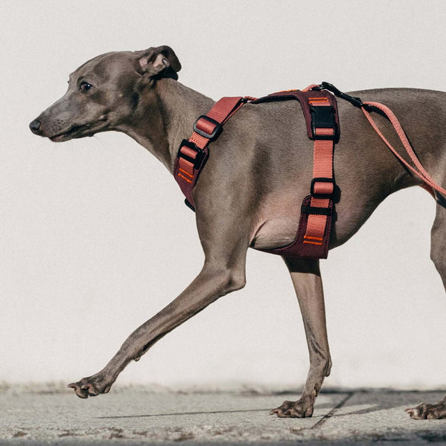 Hundegeschirr Y-2 Aktiv Cordura, Aubergine/Soft Rose