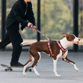 Cloud7 Hundegeschirr Y-3 AKTIV Softshell, Aubergine/Soft Rose Hundegeschirr