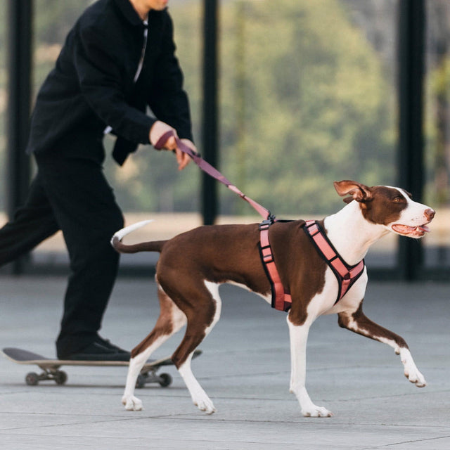 Cloud7 Hundegeschirr Y-3 AKTIV Softshell, Aubergine/Soft Rose Hundegeschirr