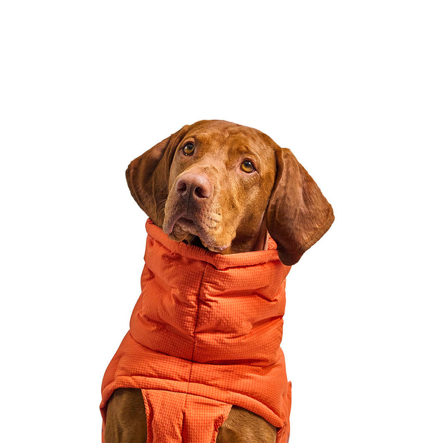 Cloud7 Wintermantel Alaska Seersucker, Orange Hundewintermantel