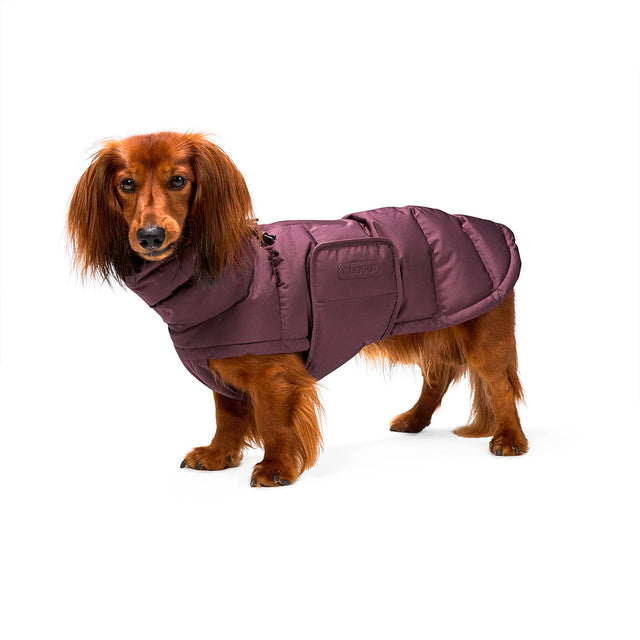 Cloud7 Hundemantel Dackel Alaska, Dark Aubergine Hundewintermantel