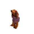 Cloud7 Hundemantel Dackel Alaska, Dark Aubergine Hundewintermantel