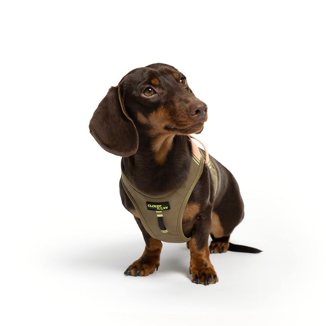Cloud7 V-2 Westengeschirr AKTIV Cordura, Khaki/Peach Hundegeschirr