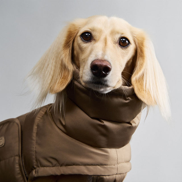 Cloud7 Wintermantel Dackel Alaska, Sandy Brown Hundewintermantel