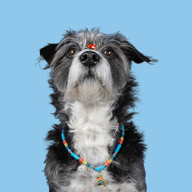 Dog with a Mission Hundekette Rainbow Accessoires