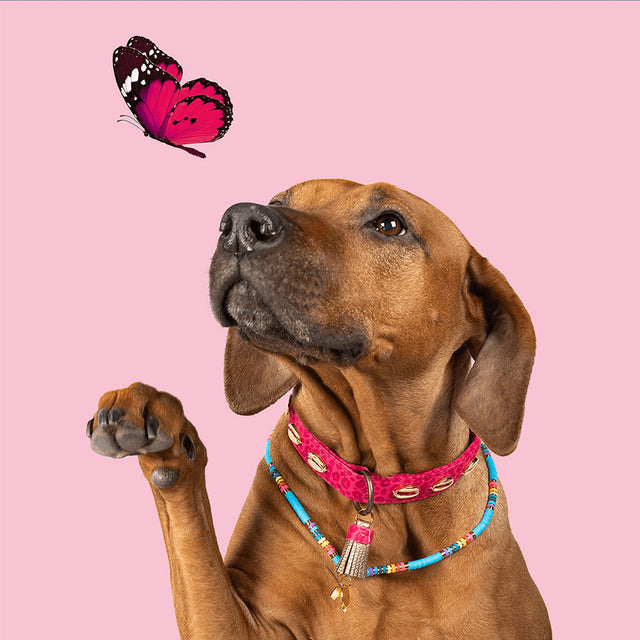 Dog with a Mission Hundekette Rainbow Accessoires