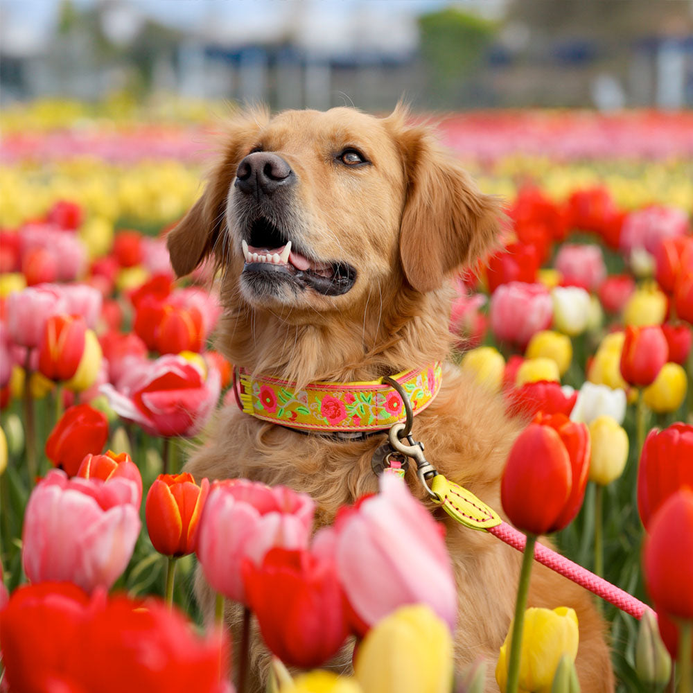 Beirui Hundehalsband Mit Blumenmädchen-Motiv – Personalisierbar, Goldene Schnalle, 4 Größen, Für Hündinnen
