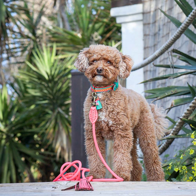 Dog with a Mission Classic Hundeleine, Flamingo Hundeleine