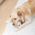 Fringe Studio Hundespielzeug It's In The Trunk Stoffspielzeug