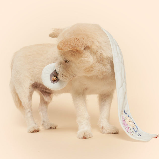 The FurryFolks Hundespielzeug, Toilet Paper Interaktiv