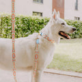 Hey Lana Hundeführleine, 3-fach verstellbar, 2m – Coral/Blau Hundeleine