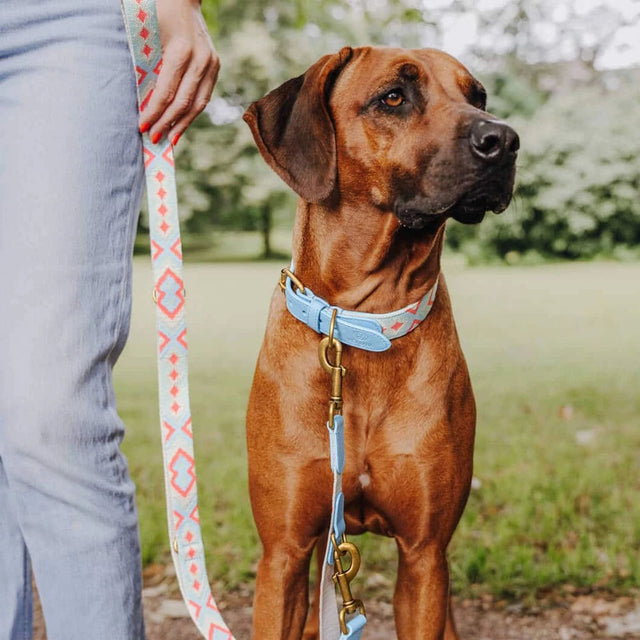 Hey Lana Hundehalsband Gepolstert – Coral/Blau Hundeleine