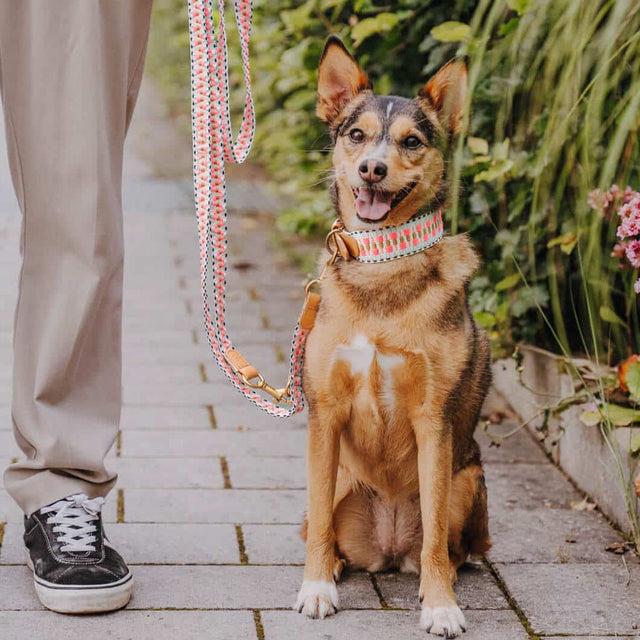 Hey Lana Hundehalsband Gepolstert – Pink/Beige Hundehalsband