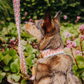 Hey Lana Hundehalsband Gepolstert – Pink/Beige Hundehalsband