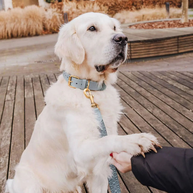 Hey Lana Hundehalsband Gepolstert – Anthrazit/Eisblau Hundehalsband