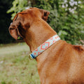 Hey Lana Hundehalsband Gepolstert – Coral/Blau Hundeleine