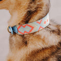 Hey Lana Hundehalsband Gepolstert – Coral/Blau Hundeleine