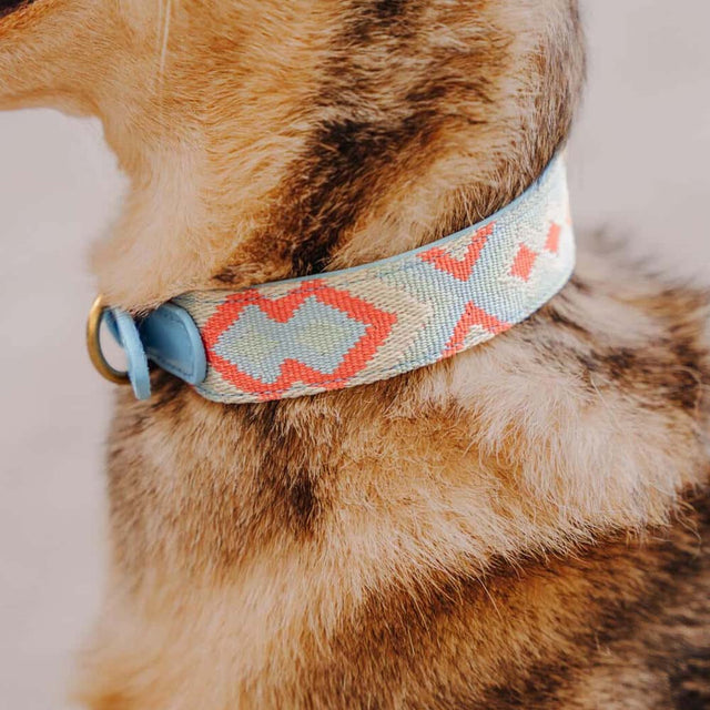Hey Lana Hundehalsband Gepolstert – Coral/Blau Hundeleine