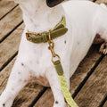 Hey Lana Hundehalsband Gepolstert – Olivgrün/Neongelb Hundehalsband