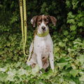 Hey Lana Hundehalsband Gepolstert – Olivgrün/Neongelb Hundehalsband