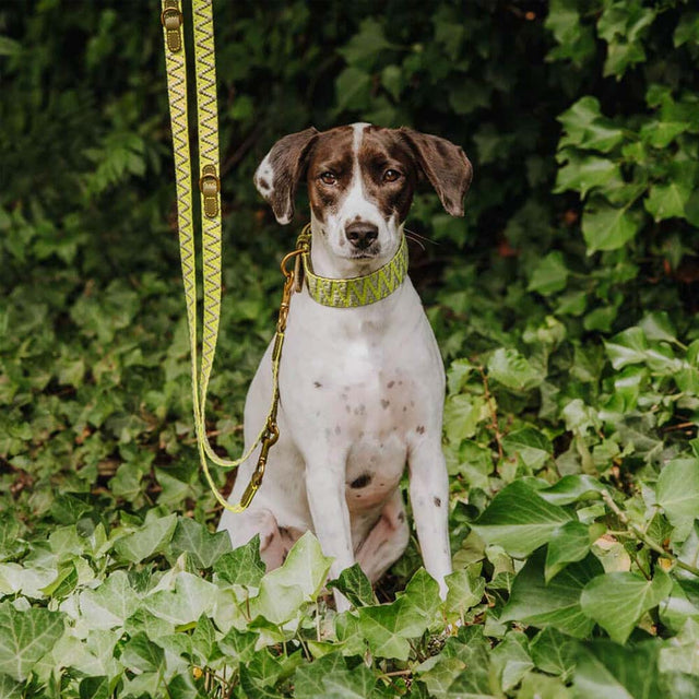 Hey Lana Hundehalsband Gepolstert – Olivgrün/Neongelb Hundehalsband