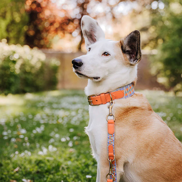 Hey Lana Hundehalsband Gepolstert – Sunset/Eukalyptus Hundehalsband
