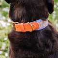 Hey Lana Hundehalsband Gepolstert – Sunset/Eukalyptus Hundehalsband
