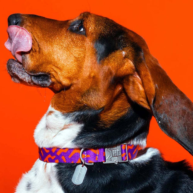 HOT DOGGIES Hundehalsband, Poppy Sunrise Hundehalsband