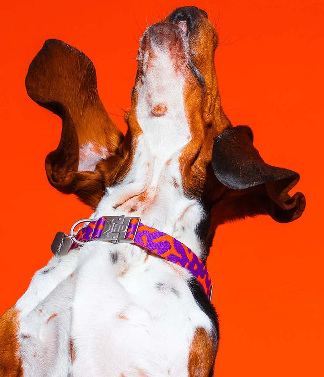 HOT DOGGIES Hundehalsband, Poppy Sunrise Hundehalsband